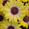 daisy achiro