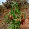 Francis Mundanya
