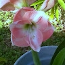 Deborah Stebbins
