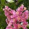Василина Висоцька