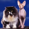 mydogispoplite  