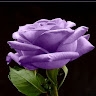 Sharon Shear