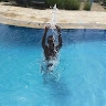 Maxwell Musango