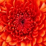 Amaresh A M