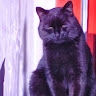falvai katalin