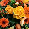 JanyZar H