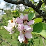 Thacien Hagenimana
