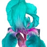 Iris A. McCants