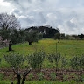 Gianluca Scarcelli