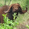 egidio mbogoh