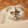 Petya Vatikioti