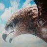 Hawk Redfeather