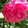 Marithé Brossat