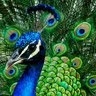 Angel M. Peacock