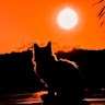 gatto sole