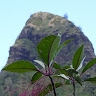 Malia ʻAlohilani Kuala Rogers