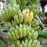 Arita Sam