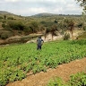 Mwololo Mutua