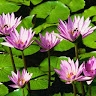 Gowri Devalla