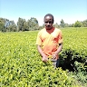 Boas Kosgei