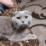 Александр Сывак