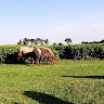 MIKE KARANJA