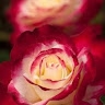 Rose Magala