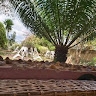 rouks okello
