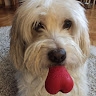 Belma Saracci