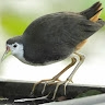 Kiniaru Kiniaru