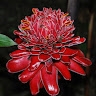 Darinka Gb
