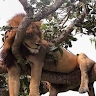 Landi Kapambwe