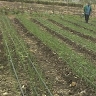 GM Farm Methodology Kenya