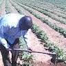 Farming TV