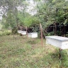 Mathews Banda