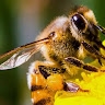 BEE_LIVE  