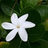 TereMoana KATOA-SAMUELA