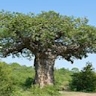 Sinkoun CAMARA