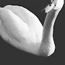 Brigita Noc