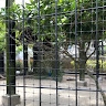 Kaubutonga Tangimate