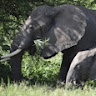 Tanzania Adventure Travels TAT