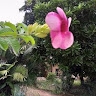 chinedu aneke