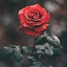 Antony Rose