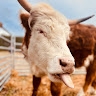 Pint Pasture