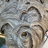 Melonie Steffes