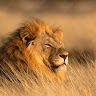 Sibuor  