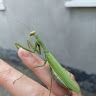 Марина  