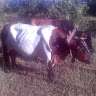 Nqobani Nkomo