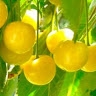 iyaanna  