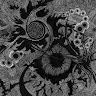 Raven Noir